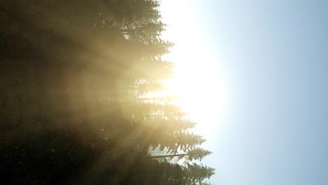 Sonnenstrahlen-Strahlen-Durch-Bäume